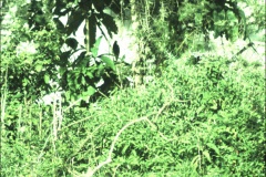 Testing the Orion CCD camera at MMAO